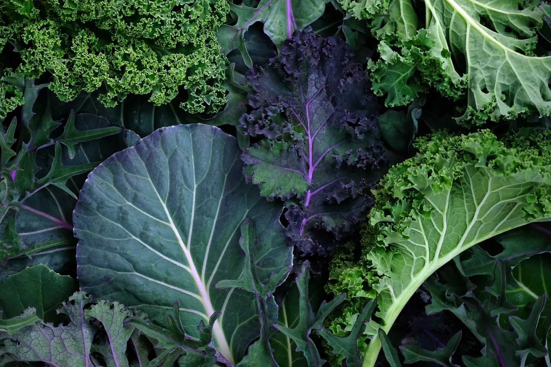 photo of leafy dark greens