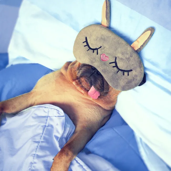 photo of Cute pug dog sleep 