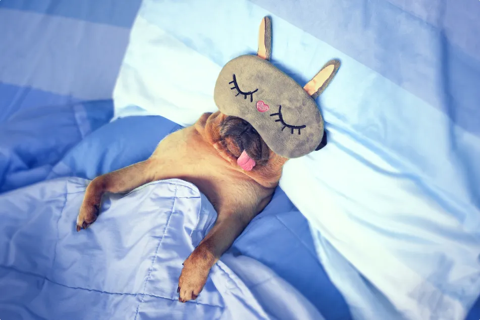 photo of Cute pug dog sleep 